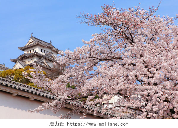 春季粉红色的樱花与日本城堡背景花日本旅游
